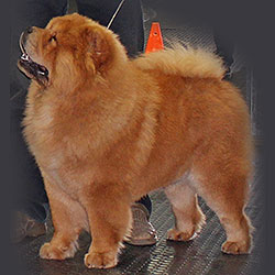 Red chow-chow OSENNYI POTSELUY Faier Stalker