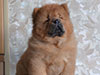 Red chow-chow puppy boy Miiakush N'iing Zhrebiy