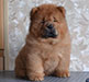 Red chow-chow puppy boy Miiakush N'iing Zhrebiy