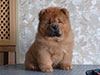 Red chow-chow puppy boy Miiakush N'iing Zhrebiy