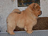 Red chow-chow puppy boy Miiakush N'iing Zhrebiy