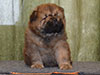 Chow-chow puppy red boy Lav Stori VALOR