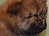 Chow-chow puppy red boy Lav Stori VALOR