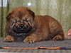 Chow-chow puppy red boy Lav Stori VALOR