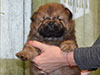 Chow-chow puppy red boy Lav Stori VALOR