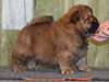 Chow-chow puppy red boy Lav Stori VALOR