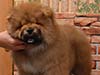 Chow-chow puppy red boy Lav Stori VALOR