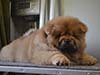 Chow-chow puppy red boy Lav Stori VALOR