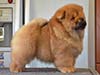 Chow-chow puppy red boy Lav Stori VALOR