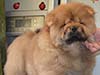 Chow-chow puppy red boy Lav Stori VALOR