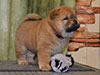 Chow-chow puppy smooth girl Lav Stori VALRONA