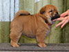 Chow-chow puppy smooth girl Lav Stori VALRONA