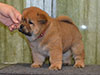 Chow-chow puppy smooth girl Lav Stori VALRONA