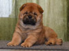 Chow-chow puppy red smooth boy Lav Stori VAVEL