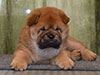 Chow-chow puppy red smooth boy Lav Stori VAVEL