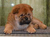 Chow-chow puppy red smooth boy Lav Stori VAVEL