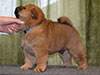 Chow-chow puppy red smooth boy Lav Stori VAVEL