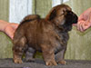 Chow-chow puppy red boy Lav Stori VENCHI