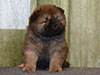 Chow-chow puppy red boy Lav Stori VENCHI