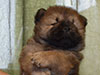 Chow-chow puppy red boy Lav Stori VENCHI