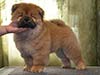 Chow-chow puppy red boy Lav Stori VENCHI