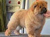 Chow-chow puppy red boy Lav Stori VENCHI