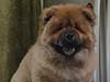 Chow-chow puppy red boy Lav Stori VENCHI