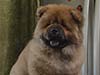 Chow-chow puppy red boy Lav Stori VENCHI