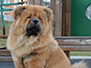 Chow-chow puppy Lav Story VENCHI