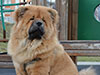 Chow-chow puppy red boy Lav Stori VENCHI