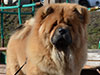 Chow-chow puppy red boy Lav Stori VENCHI