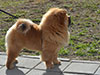 Chow-chow puppy red boy Lav Stori VENCHI