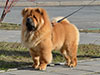 Chow-chow puppy red boy Lav Stori VENCHI