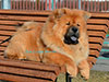 Chow-chow puppy red boy Lav Stori VENCHI