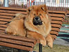 Chow-chow puppy red boy Lav Stori VENCHI