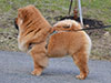 Chow-chow puppy red boy Lav Stori VENCHI