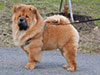 Chow-chow puppy red boy Lav Stori VENCHI