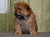 Chow-chow puppy red boy Lav Stori VILLARS