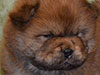 Chow-chow puppy red boy Lav Stori VILLARS