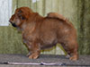 Chow-chow puppy red boy Lav Stori VILLARS