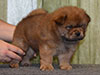 Chow-chow puppy red boy Lav Stori VILLARS