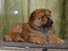 Chow-chow puppy red boy Lav Stori VILLARS