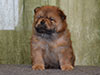 Chow-chow puppy red boy Lav Stori VILLARS