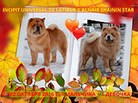 Chow-chow puppies in Moscow