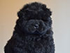 Black chow-chow puppy boy