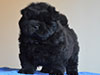 Black chow-chow puppy boy