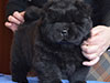 Black chow-chow puppy boy