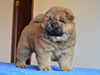 Red chow-chow puppy boy