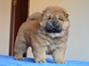 Red chow-chow puppy boy