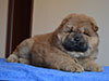 Red chow-chow puppy boy